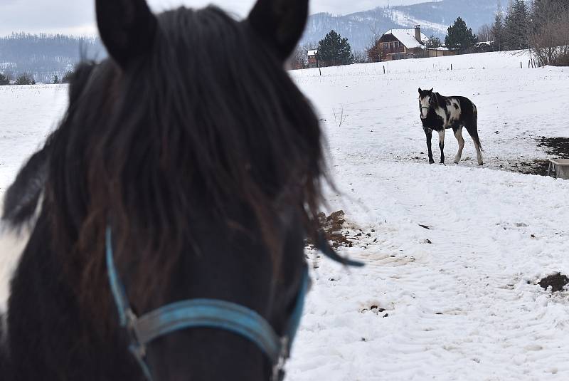 Hovězí z farmy v Jindřichově ve Slezsku není určeno pro obchodní řetězce. Farmářka Andy Franková ho rozváží přímo koncovým zákazníkům.