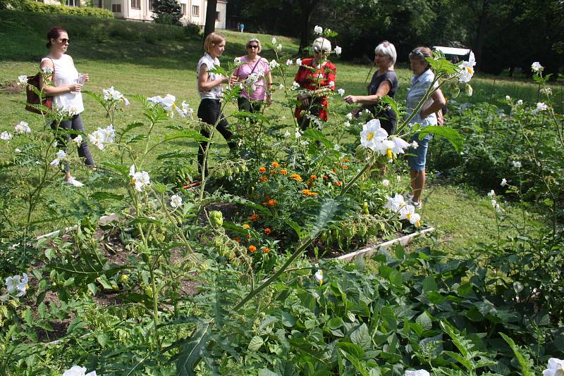 Český svaz ochránců přírody ČSOP Město Albrechtice popularizuje staré odrůdy a pořádá komentované prohlídky zahradnictví v  zámeckém parku v Hynčicích.