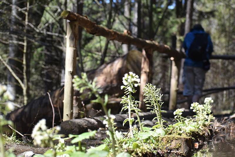 Udělejte si někdy výlet kolem náhonu, který přivádí vodu pro umělý vodopád v Karlově Studánce.