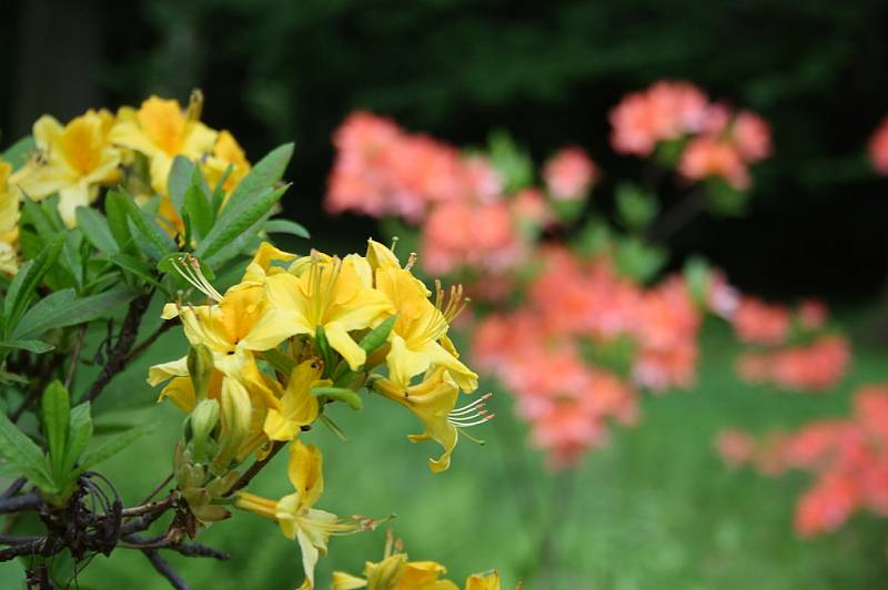 CHÁŘOVSKÝ PARK se v těchto dnech proměnil v romantickou rajskou zahradu plnou kvetoucích rododendronů a azalek, které hýří všemi barvami. Taková krása je zde k vidění jen pár týdnů v roce.