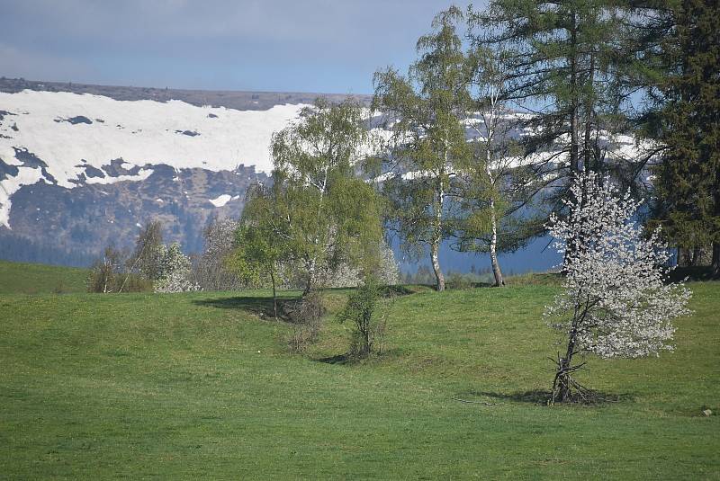 Na svazích Jeseníků  navzdory letním teplotám stále leží dost sněhu. 10. května 2022
