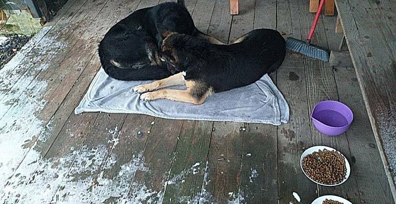 Dva psi z Města Albrechtic se rozhodli emigrovat do zahraničí. Díky obětavosti polských a českých přátel zvířat se majitelka zase shledala se svými tuláky.