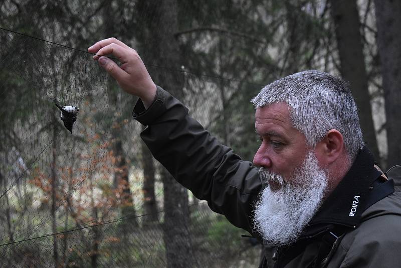 Vítání ptačího zpěvu v Karlově Studánce zahrnuje odchyt, kroužkování a odborný výklad Petra Šaje. Karlova Studánka, 7. května 2022.