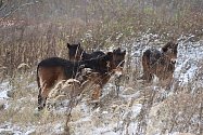 Do Krnova 24. listopadu 2023 dorazili tři exmoorští ponyové, což jsou divocí keltští koně, kterým ještě nedávno hrozilo vyhynutí. Pastvou v Chomýži budou stejně jako pratuři udržovat ekosystém vzácných rostlin.