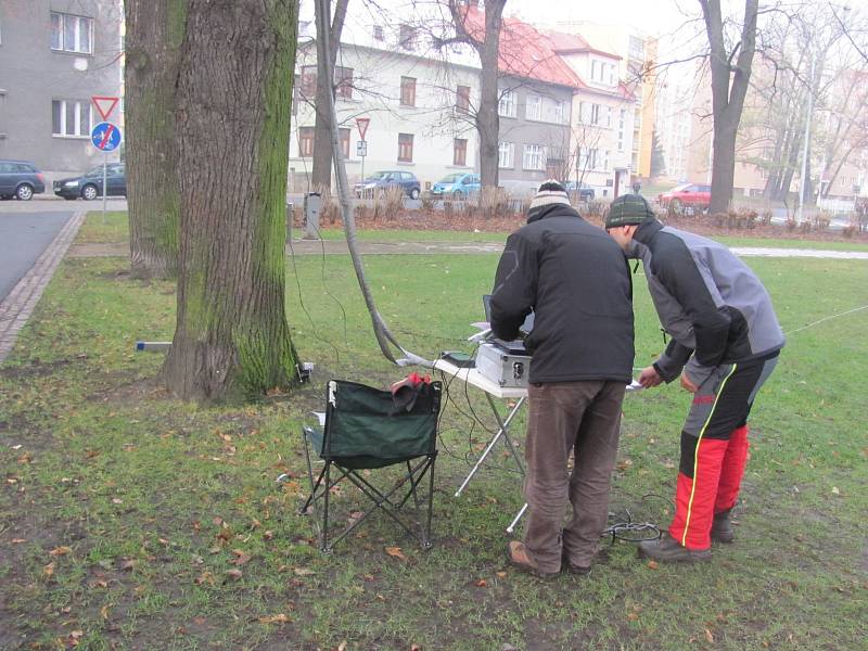 Tahové zkoušky stromů.