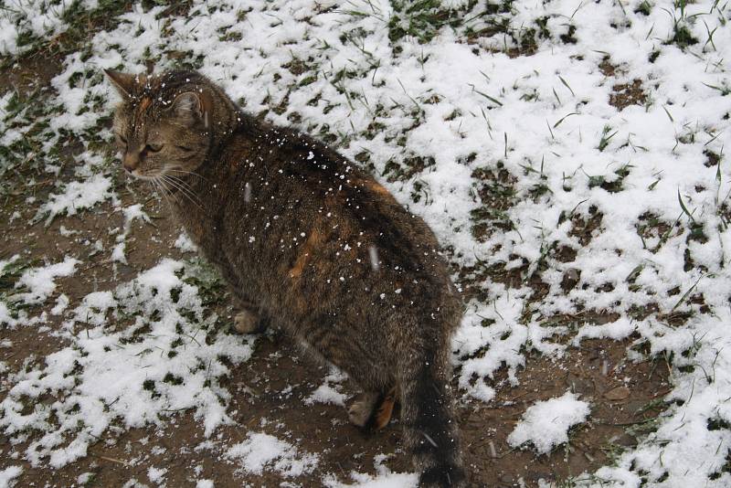 Na Krnovsko se v sobotu 13. dubna na pár hodin vrátila zima a sníh.