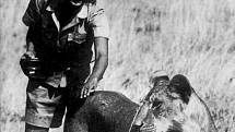 Joy Adamsonová, světoznámá spisovatelka a ochránkyně africké přírody, se narodila v roce 1910 v Opavě.