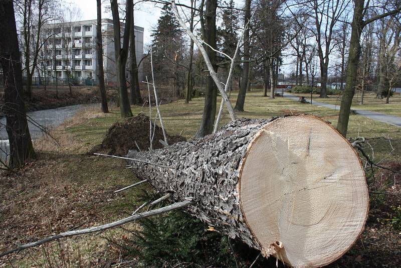 Vítr shazoval elektrické vedení a vyvracel stromy také v Bruntálu. Nejhůř byly zasažený Městský park. Největší lípa se vyvrátila přes plot na hospodu Roští.