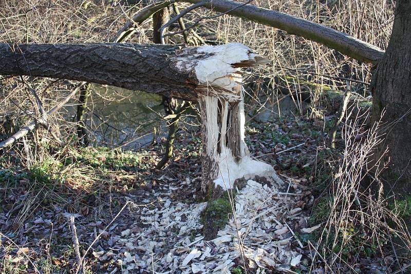 Řeka Lužná u Slezských Rudoltic se začíná měnit. Bobři zde budují hráze, aby zvýšili hloubku vody. Jde o první bobří hráze v okrese Bruntál.