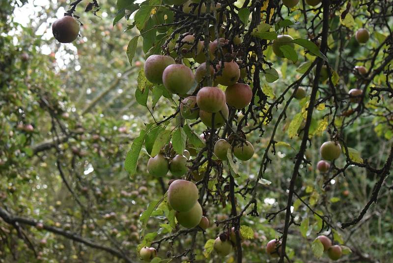 Spolek Slezské odrůdy přišel s nápadem představit Krnovanům starý sad u čističky, aby nezapomněli, jak se pěstovalo ovoce za časů našich babiček.  Staré jabloně zde mají bohatou úrodu i bez chemického ošetření.