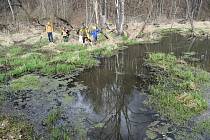Výprava do bažin za bobry, kteří v řece Lužná u Slezských Rudoltic budují kaskádu hrází. 25. března 2023