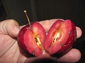 Červenomasá odrůda Baya Marisa. 