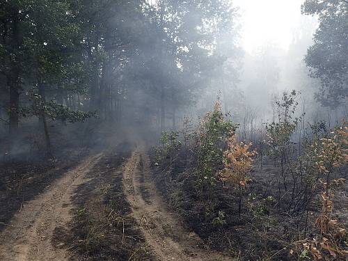 Ke čtyřem požárům lesa, polí, jednou od hořícího traktoru, a dvou stromů po úderu blesku museli vyjíždět v úterý odpoledne během necelých dvou hodin jednotky profesionálních a dobrovolných hasičů. Pomáhali i hasiči z Polska. (foto ze Slezských Rudoltic)