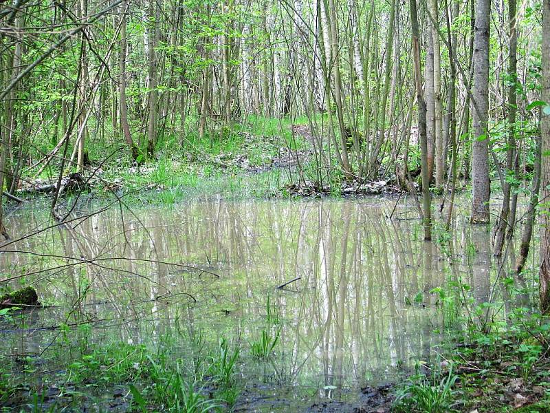 Staré Hliniště je po deštích podmáčené tak, že zde od úterka až do odvolání platí zákaz vstupu. Opatrnost je na místě, protože po povodních v roce 2007 se zde několik stromů vyvrátilo přímo na naučnou stezku.