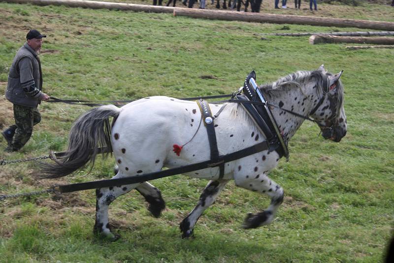 Svod tažných koní v Holčovicích Spáleném letos představil 14 chladnokrevných krasavců.