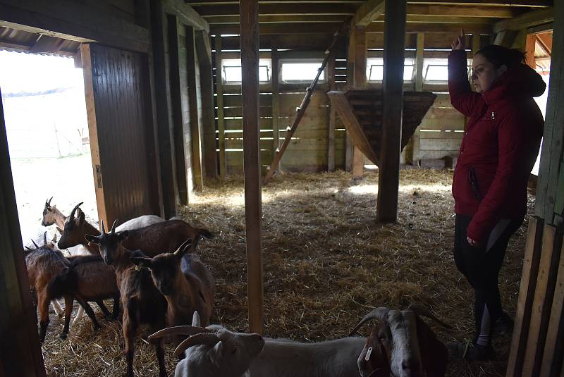 Kozí farma Úvalno je známá pod názvem Šťastné kozy. Chová je totiž rodina Kristýny Šťastné. Každý se může přesvědčit, že zvířata na farmě jsou opravdu šťastná.