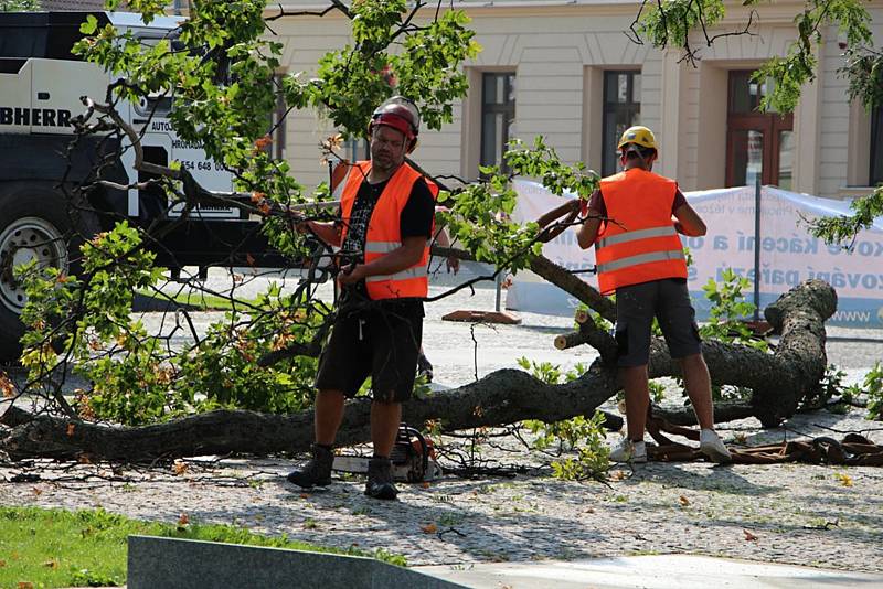 Kolem napadeného javoru je položený závlahový systém. Proto musí kácení probíhat opatrně za použití jeřábu.