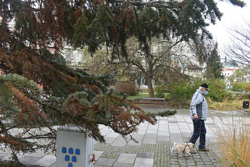 Vánoční strom na krnovském náměstí má rezaté jehličí a opadává. Není to kůrovec, ale mšice smrková.