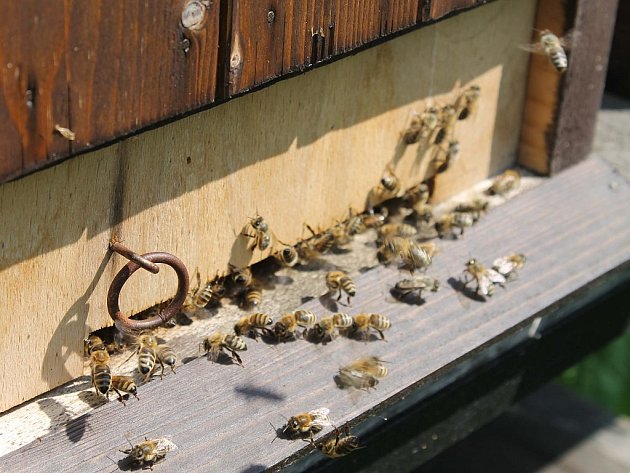 Včely se u česla včelínu valšovské včelařky jen rojily. Autora článku při fotografování včely v sebeobraně bolestivě popíchaly žihadly, čímž samy sebe připravily o život.  