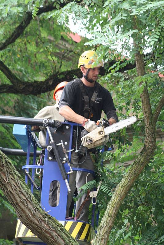 Vzácný strom v centru Děčína padl.