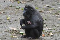Mládě makaka v děčínské zoo.