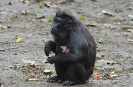 Mládě makaka v děčínské zoo.