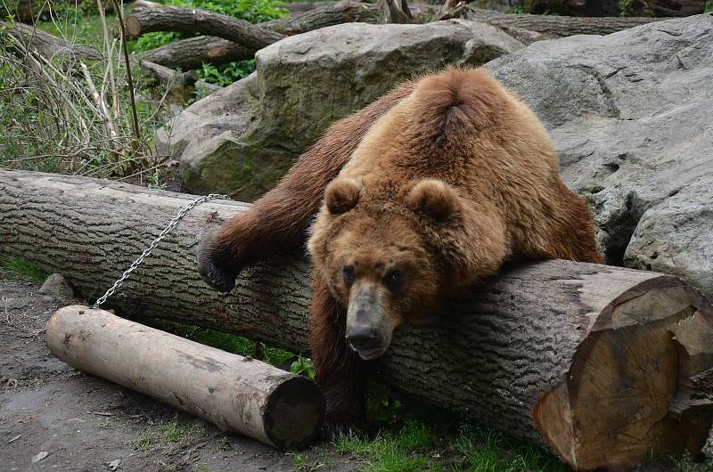 Medvěd Bruno v děčínské zoo.