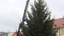 V pátek přivezli vánoční strom na Masarykovo náměstí v Děčíně.