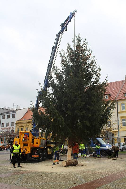 V pátek přivezli vánoční strom na Masarykovo náměstí v Děčíně.