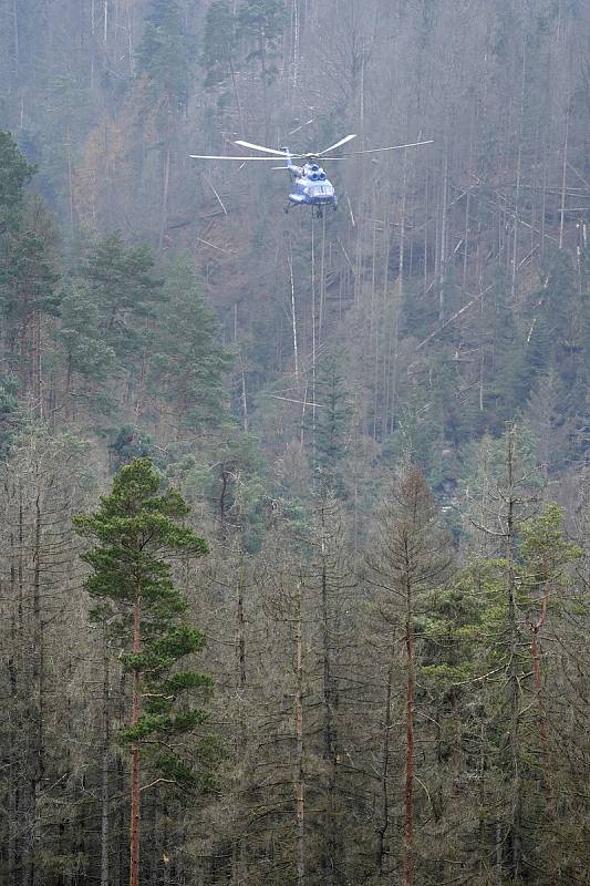 V Česko-saském Švýcarsku vyváží ze soutěsky Křinice kmeny vrtulníkem.