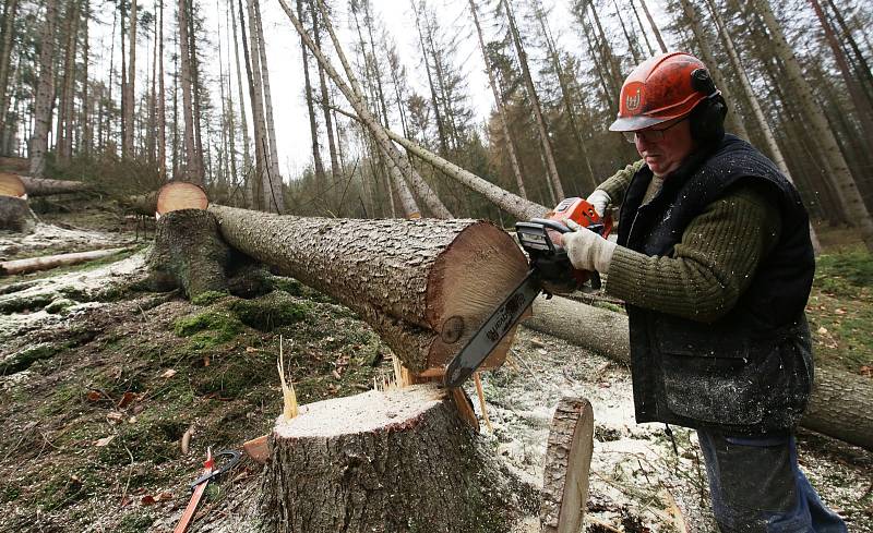 V Českém Švýcarsku padne 15 tisíc mrtvých stromů.