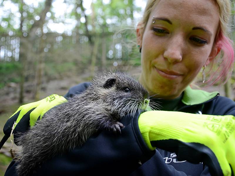 Mláďata nutrie říční.