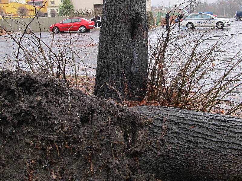 Déšť způsobil pád stromů na Mariánské louce v Děčíně.