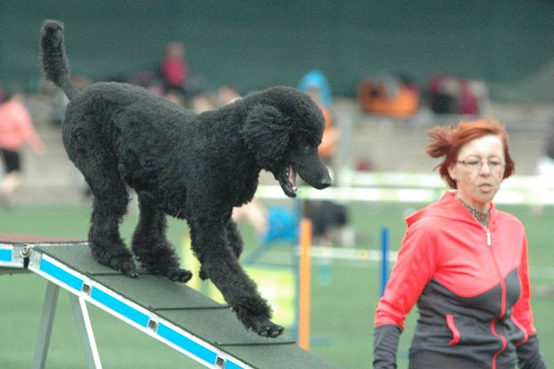 AGILITY - Městský stadion v Děčíně, 2015.