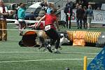 MĚSTSKÝ STADION v Děčíně hostil závody agility.