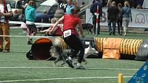 MĚSTSKÝ STADION v Děčíně hostil závody agility.