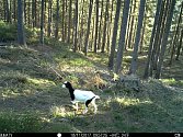 Koza žije v lesích Českého Švýcarska mezi vlky.