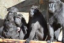 Mládě makaka chocholatého v děčínské zoo.