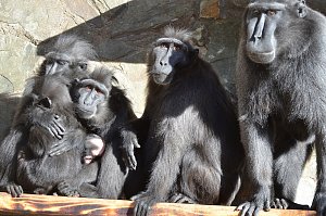 V děčínské zoo se narodilo mládě makaka chocholatého. Je to sameček