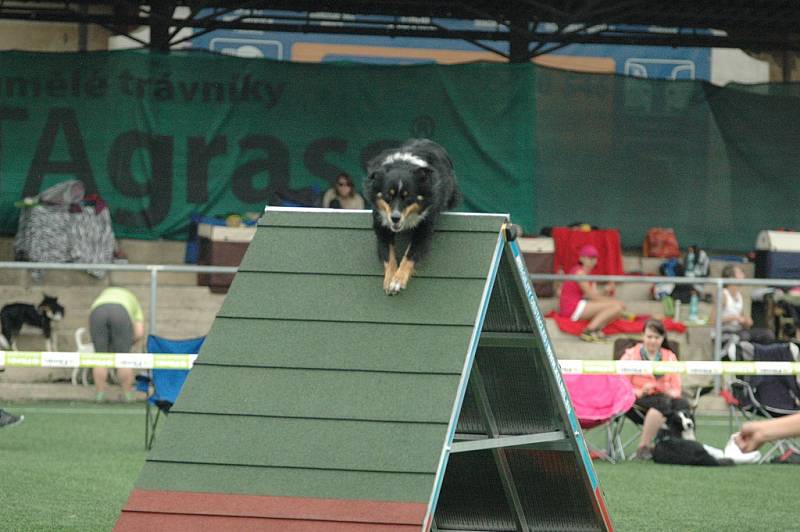 AGILITY - Městský stadion v Děčíně, 2015.