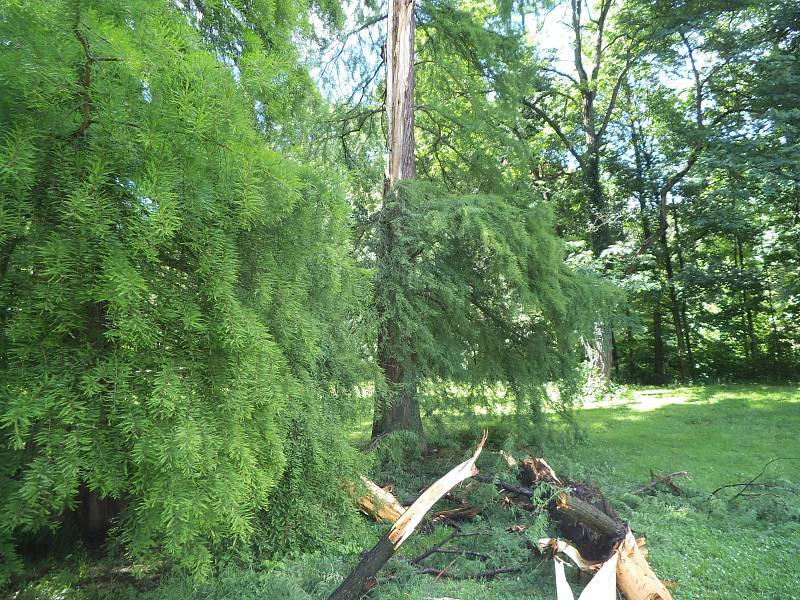 Blesk zasáhl strom na Mariánské louce v Děčíně.