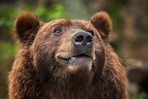 Medvěd kamčatský Bruno v Zoo Děčín