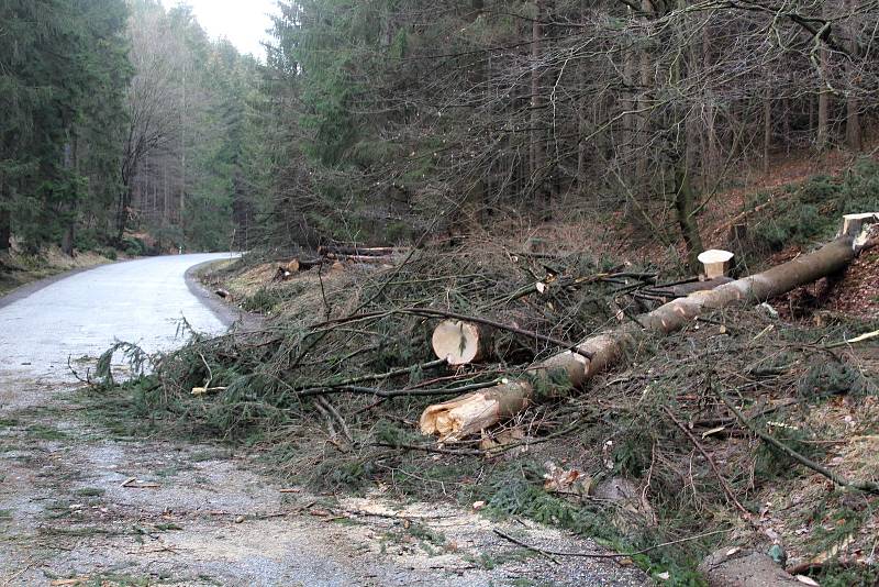 Na silnici ze Hřenska na Mezní Louku spadly desítky vzrostlých stromů.