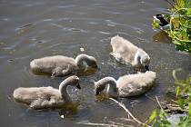 Na Zámeckém rybníku se druhý rok po sobě uhnízdily labutě.