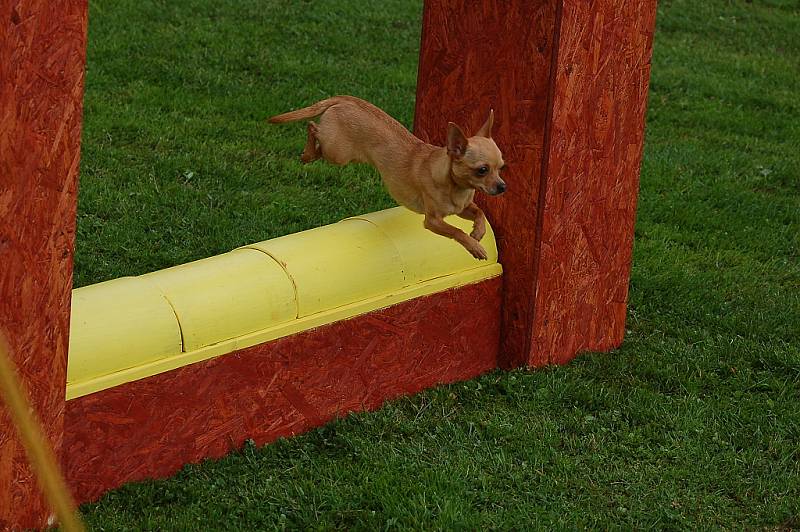 Dvoudenní psí závody agility Borec severu 2012 v Mikulášovicích.