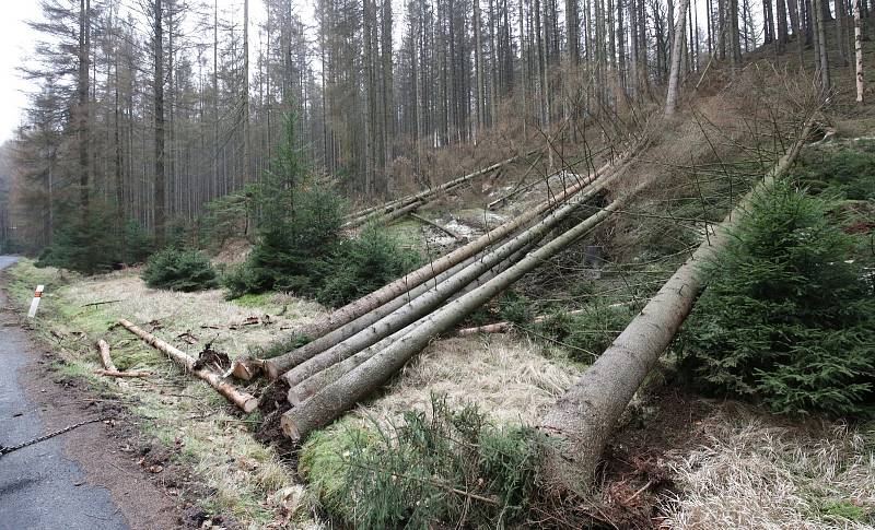 V Českém Švýcarsku padne 15 tisíc mrtvých stromů.