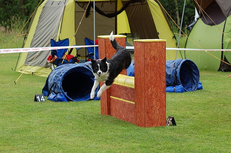 Dvoudenní psí závody agility Borec severu 2012 v Mikulášovicích.