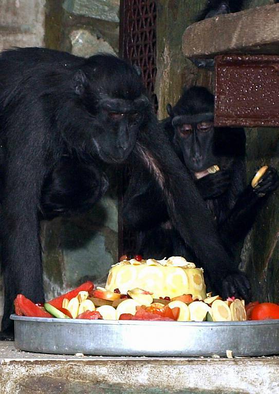 Už třetí narozeniny oslavil opičák Satu, přestože neměl lehký vstup do života. Matka Princezna se o něj neuměla po narození postarat, a proto musel do péče ošetřovatelek. 