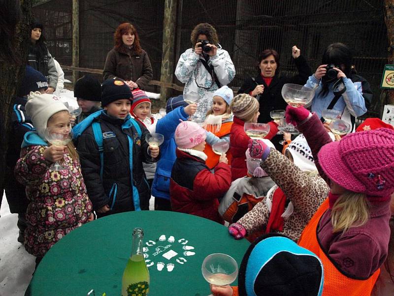 Už třetí narozeniny oslavil opičák Satu, přestože neměl lehký vstup do života. Matka Princezna se o něj neuměla po narození postarat, a proto musel do péče ošetřovatelek. 