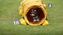 Dvoudenní psí závody agility Borec severu 2012 v Mikulášovicích.